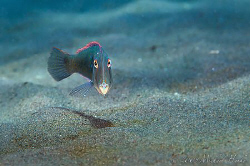 The funny face looks like Dori of the film Nemo. It is a ... by Michael Henke 